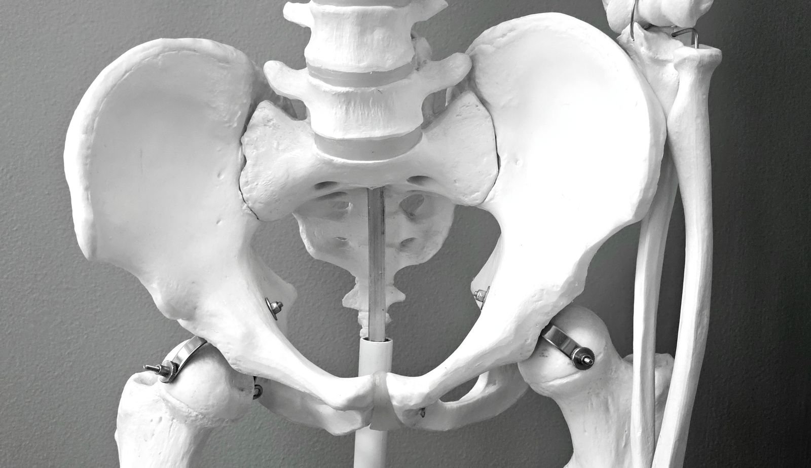 Anatomical model of the human pelvis